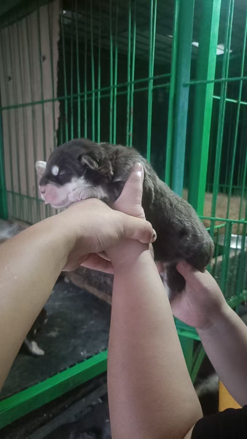 阿拉斯加犬